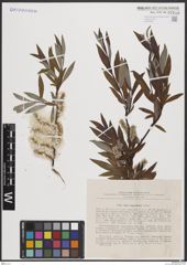 Foto von Salix boganidensis Trautv.